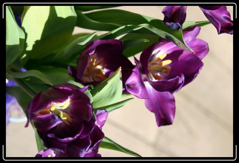 purple twolips 1.jpg - Twolips... I mean tulips.